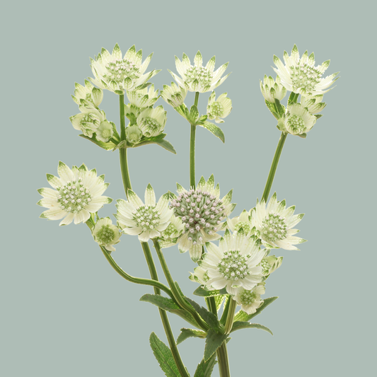 Astrantia Billion Star (50 Stems)