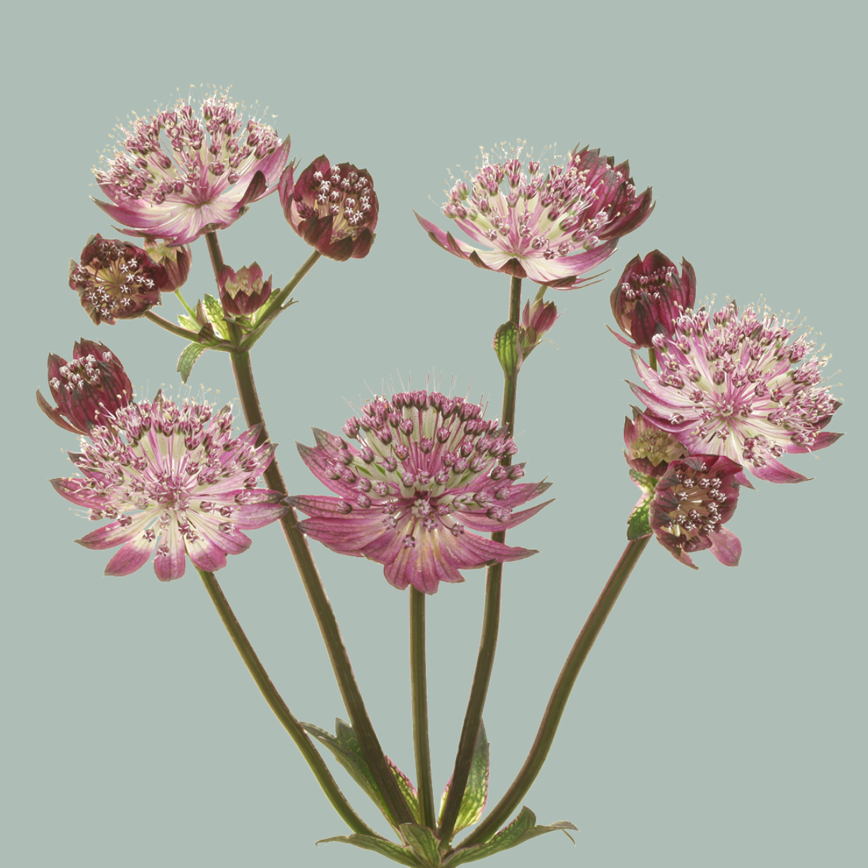 Astrantia Star Of Flame (50 Stems)