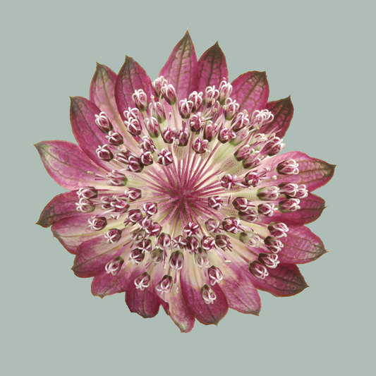 Astrantia Star Of Flame (50 Stems)