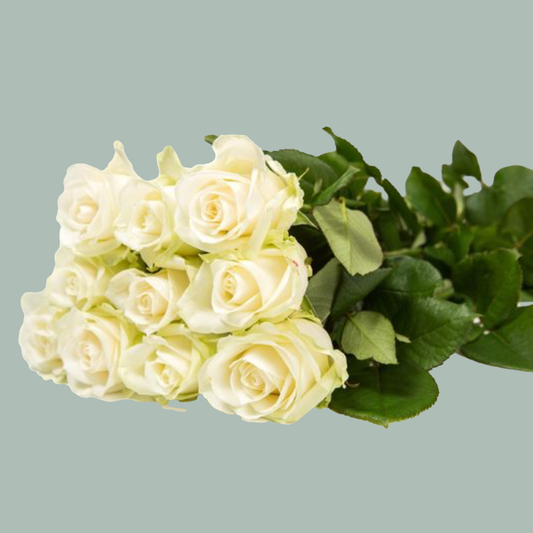 Rose Avalanche White 40-80cm (10 Stems)