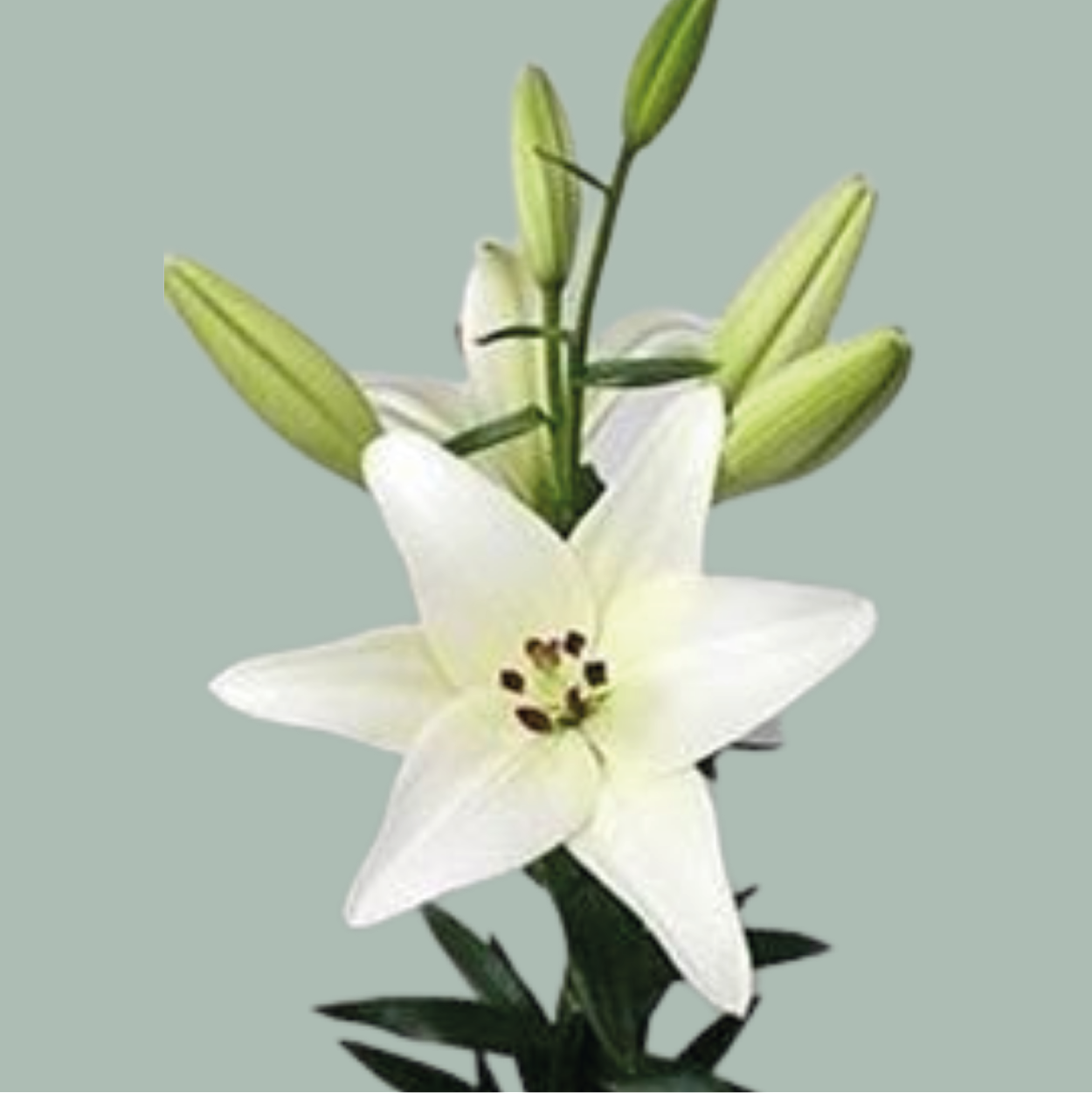 Lily LA Bach (10 Stems)