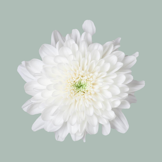 Chrysanthemum Spray Baltica White (20 Stems)