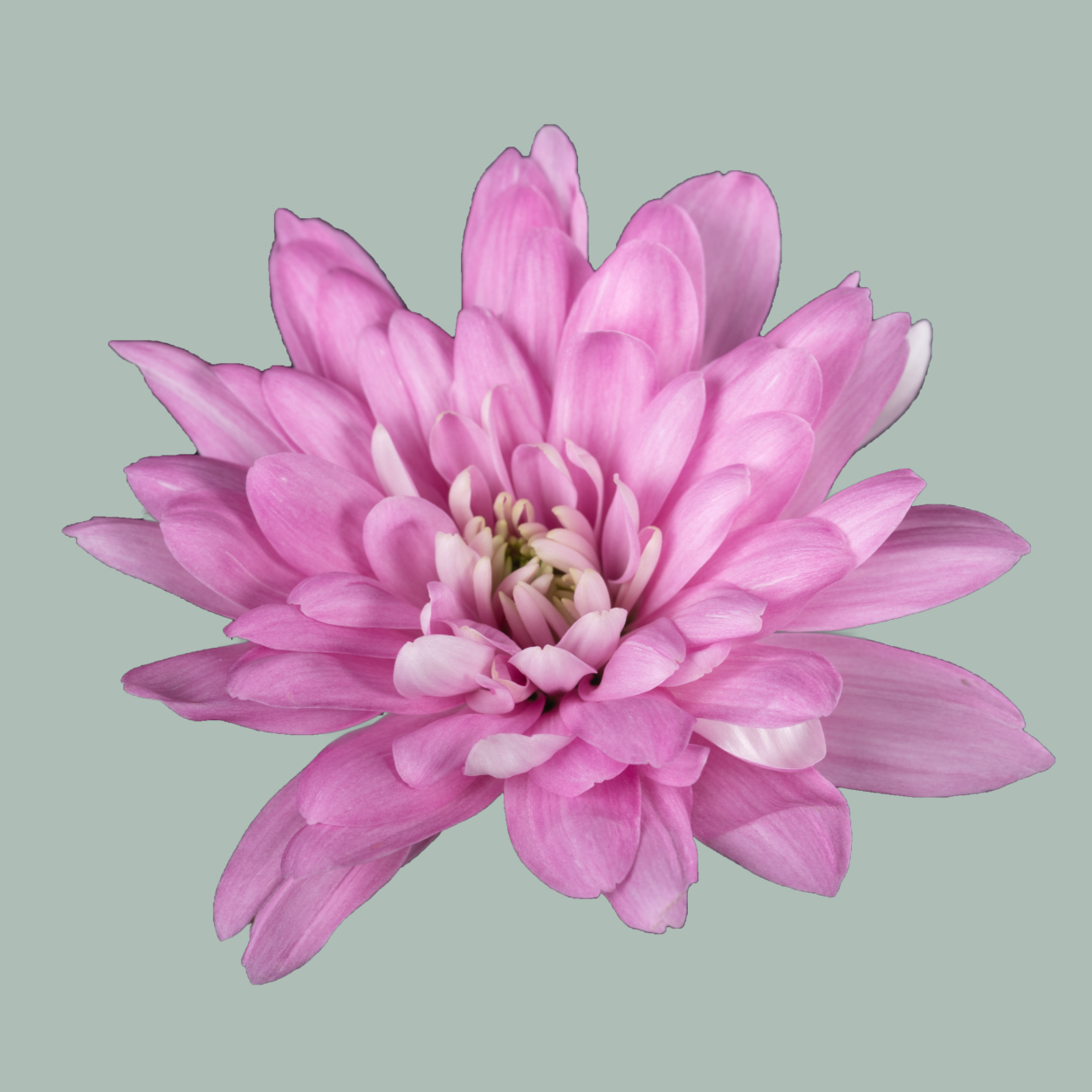 Chrysanthemum Spray Baltica Pink (20 Stems)
