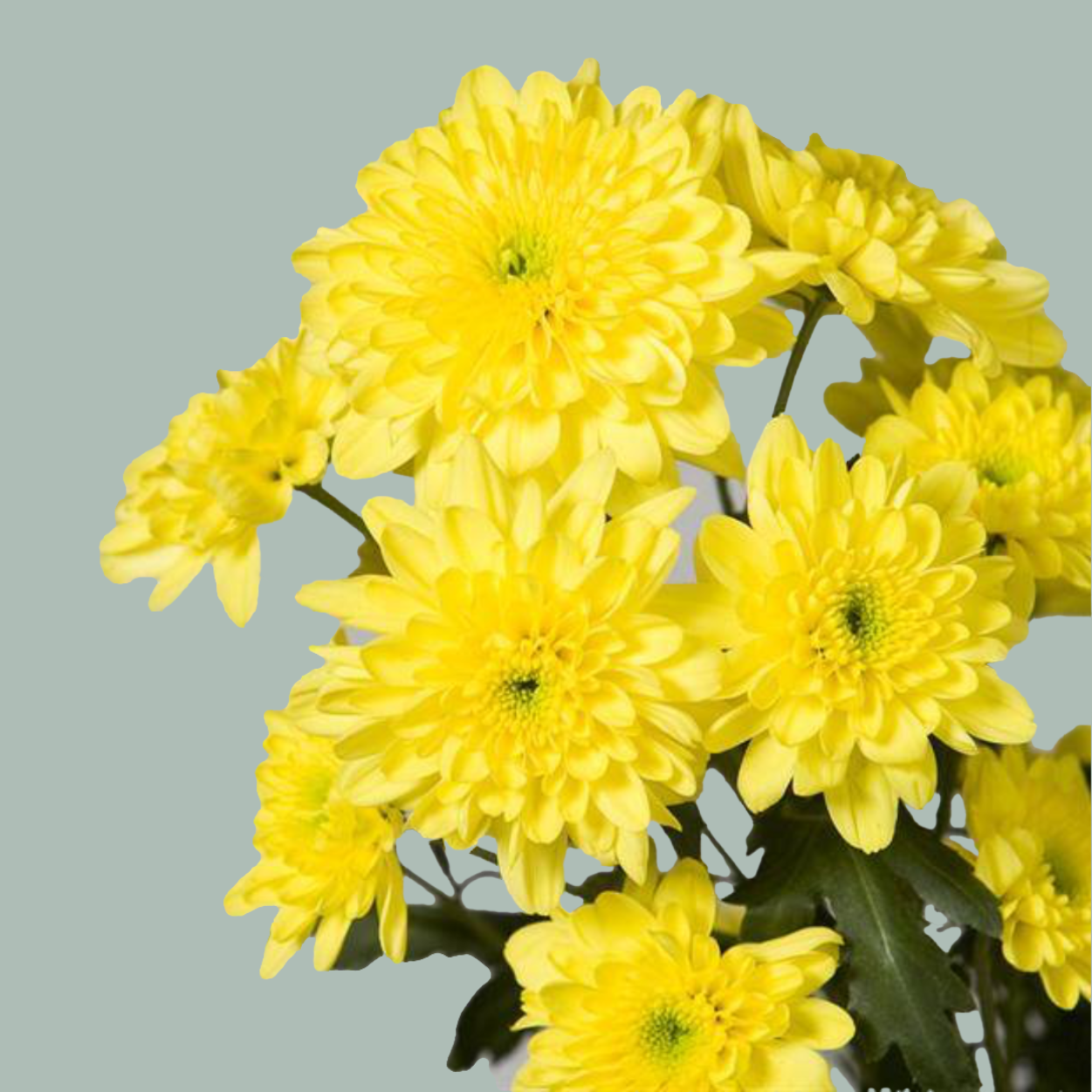 Chrysanthemum Baltica Yellow (20 Stems)