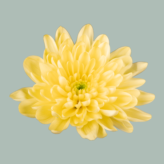 Chrysanthemum Spray Baltica Yellow (20 Stems)