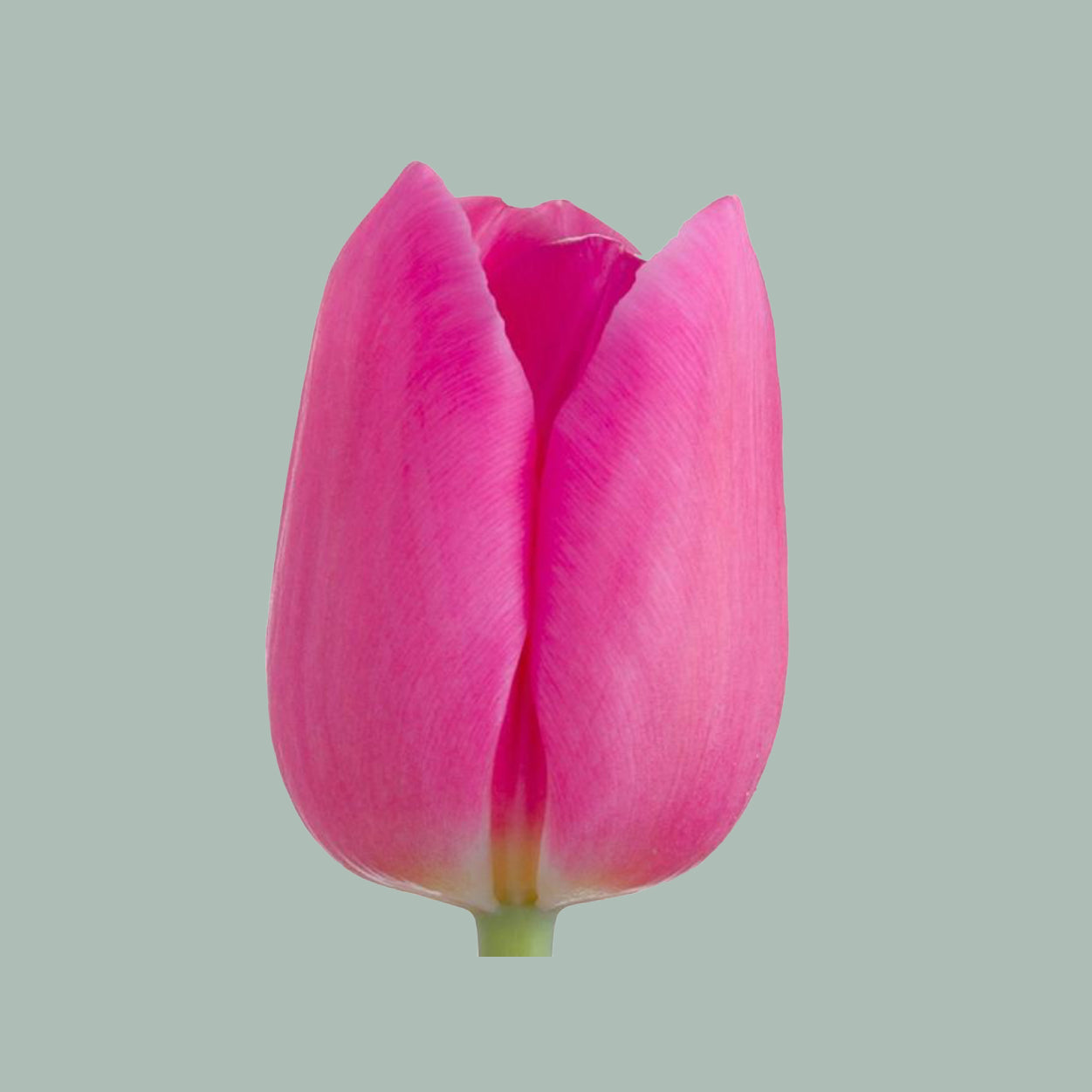 Tulip Barcelona (50 Stems)