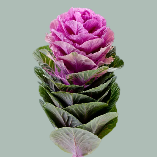 Brassica Empire Olga (10 Stems)