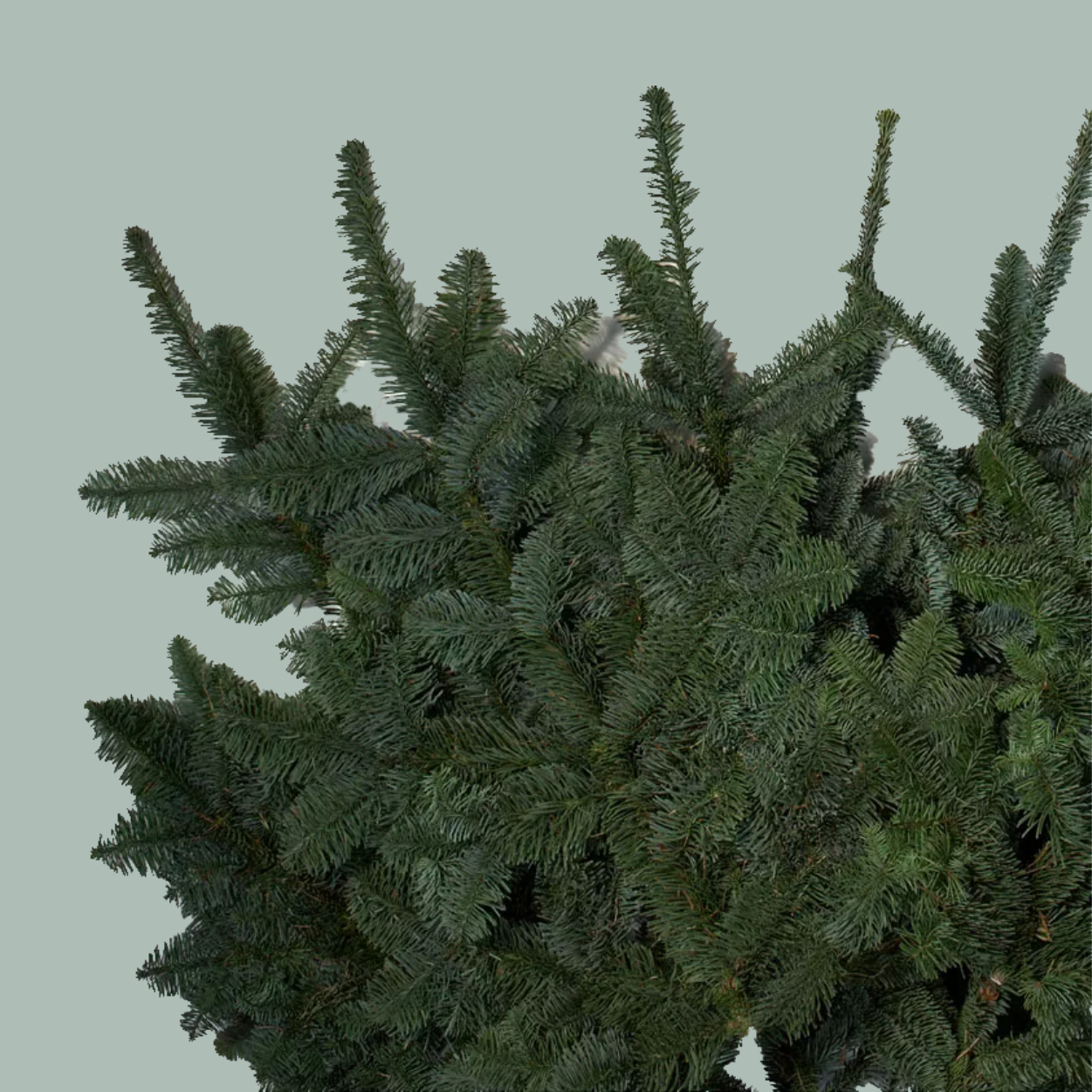 Nordmann Blue Spruce