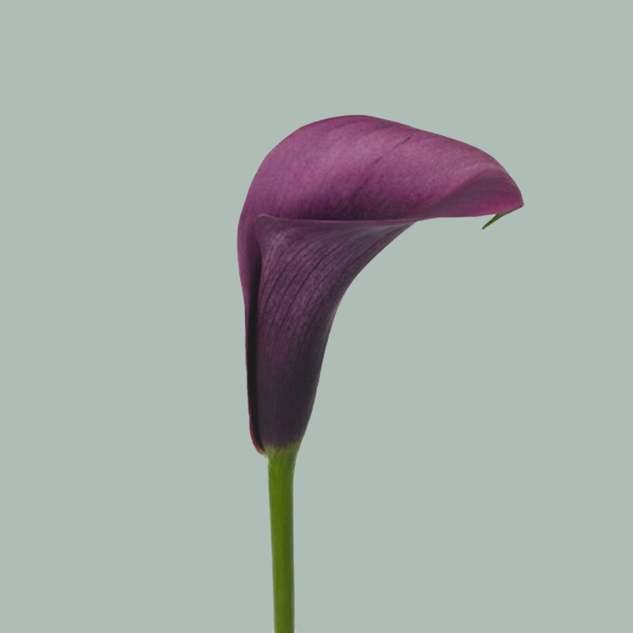 Calla Accent (10 Stems)
