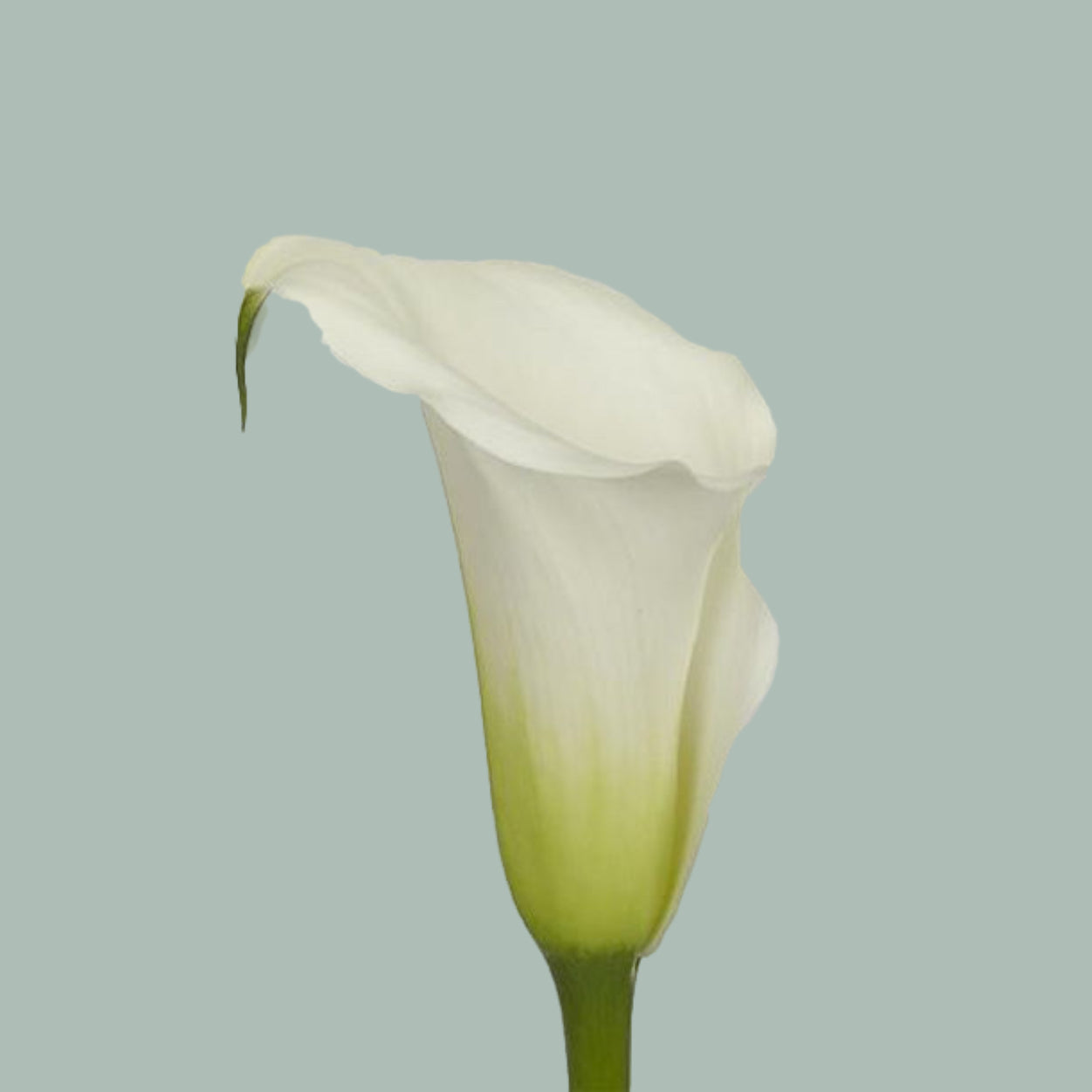 Calla Captain Ventura (10 Stems)