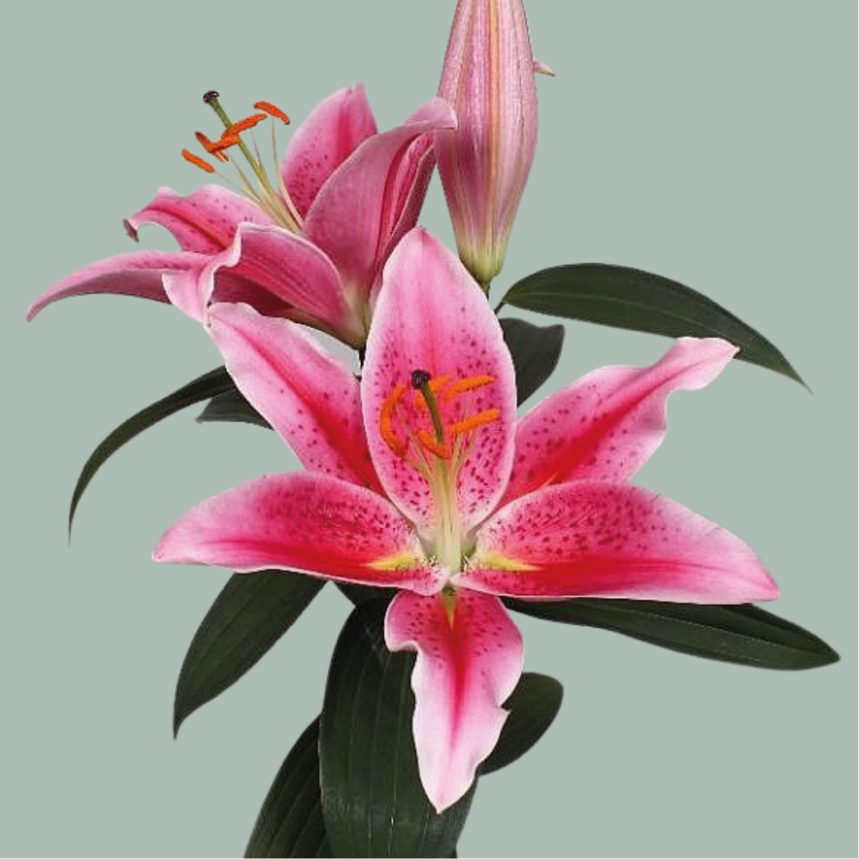 Lily Oriental Calvados (10 Stems) – All Occasions Wholesale