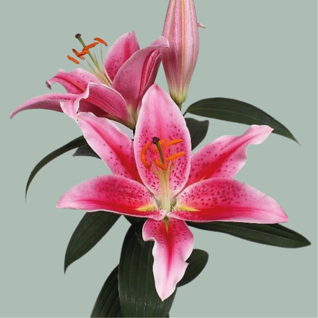 Lily Calvados (OR) (10 Stems)