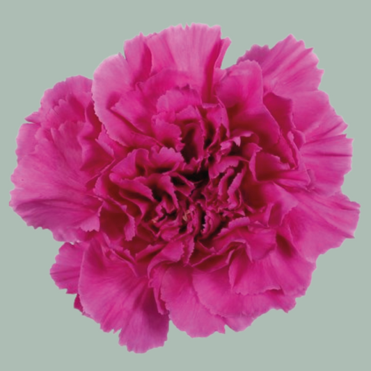 Carnation Farida (25 Stems)