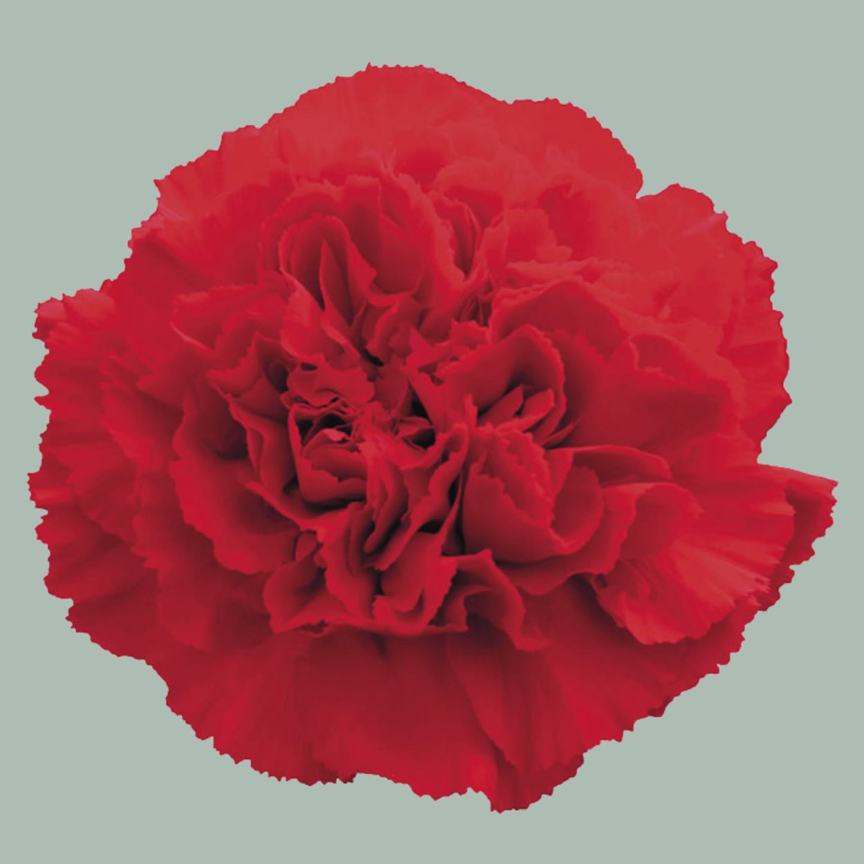 Carnations Standard Mix (200 Stems)