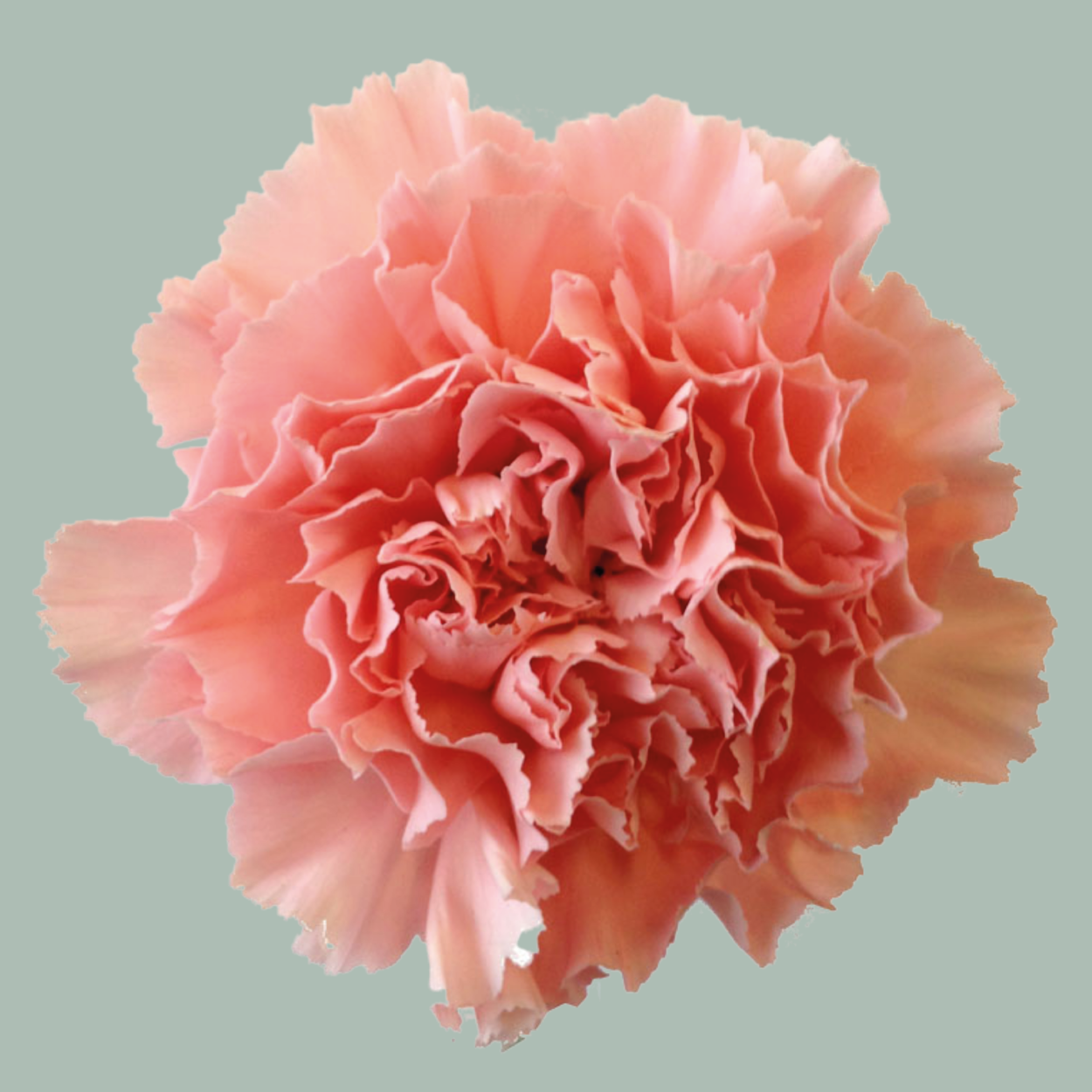 Carnations Standard Mix (200 Stems)