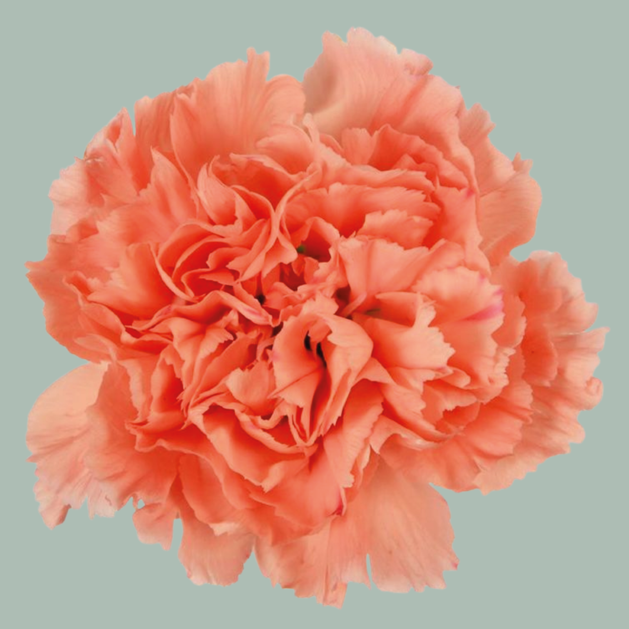 Carnation Standard Orange Flame (20 Stems)