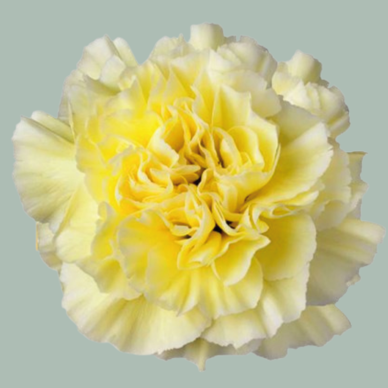 Carnations Standard Mix (200 Stems)