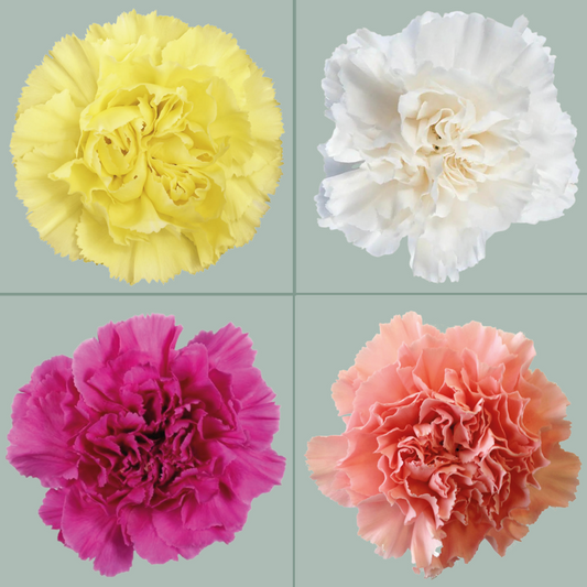 Carnations Standard Mix (200 Stems)