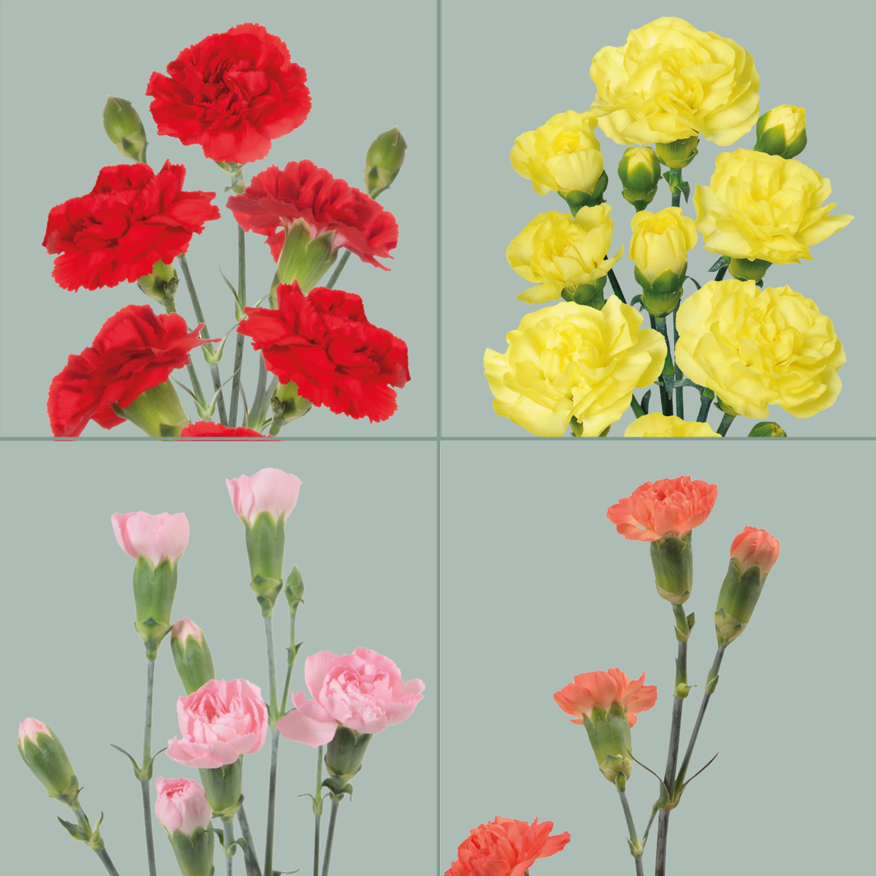 Carnation Spray Mix (200 Stems)