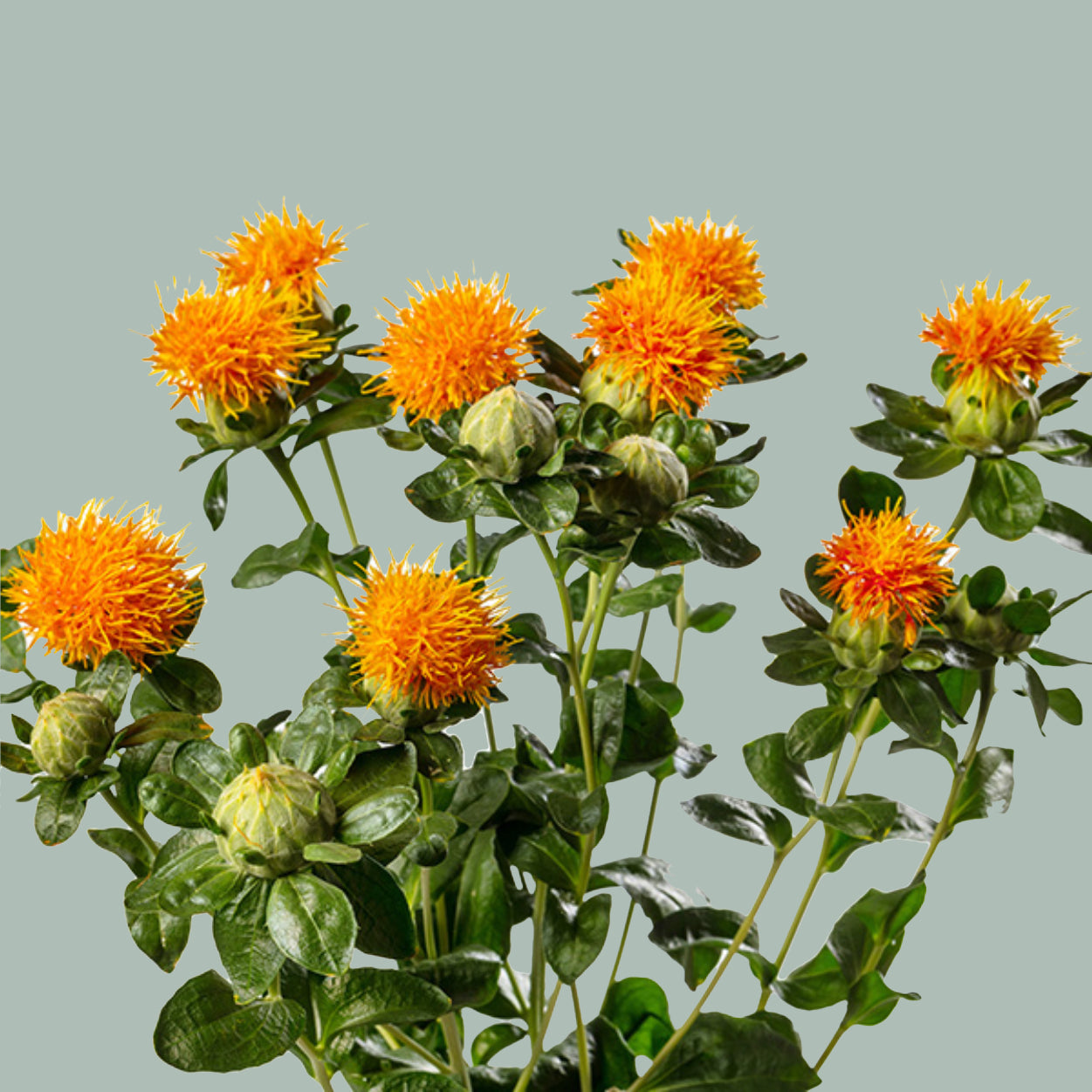 Carthamus Zanzibar (50 Stems)
