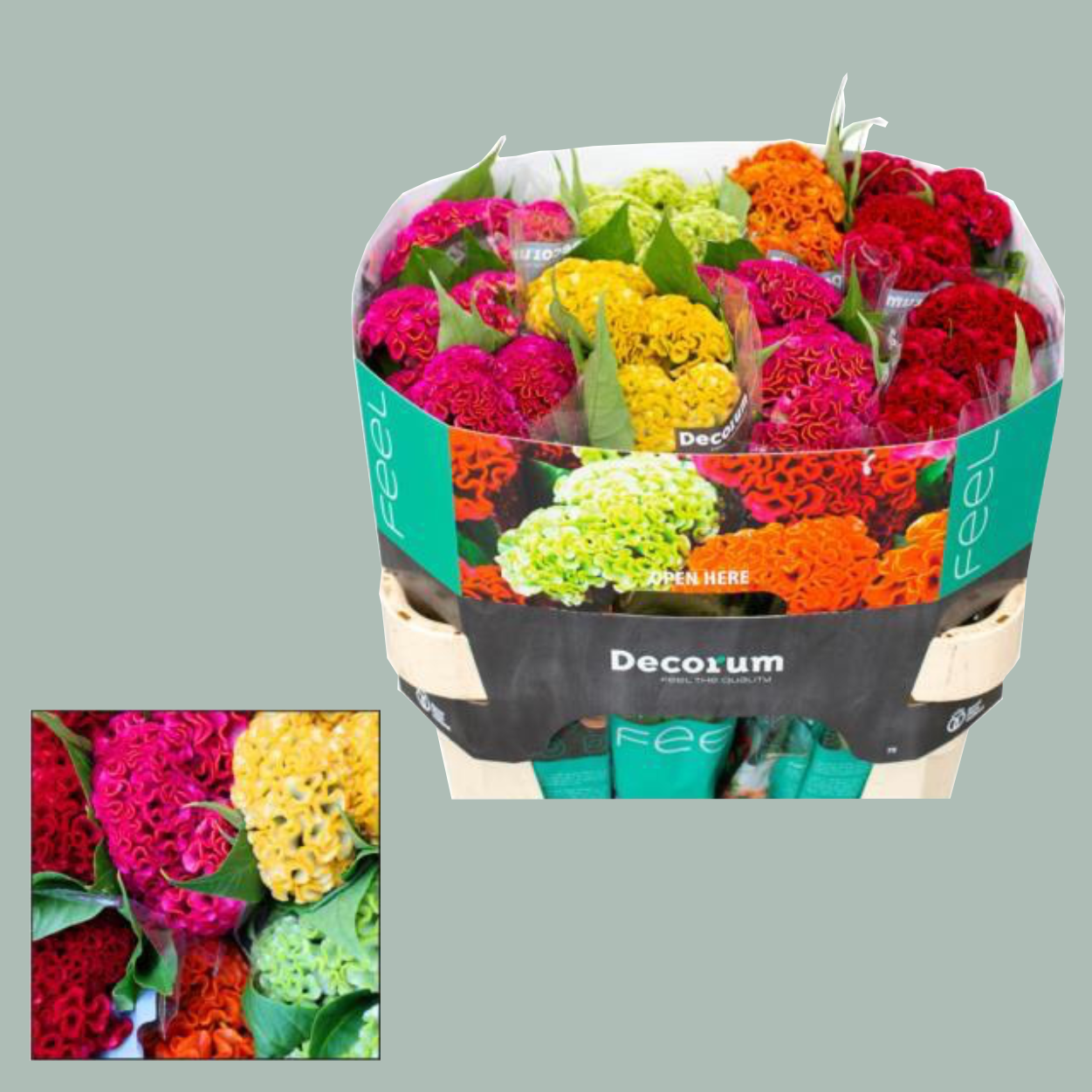 Celosia Mix (20 Stems)