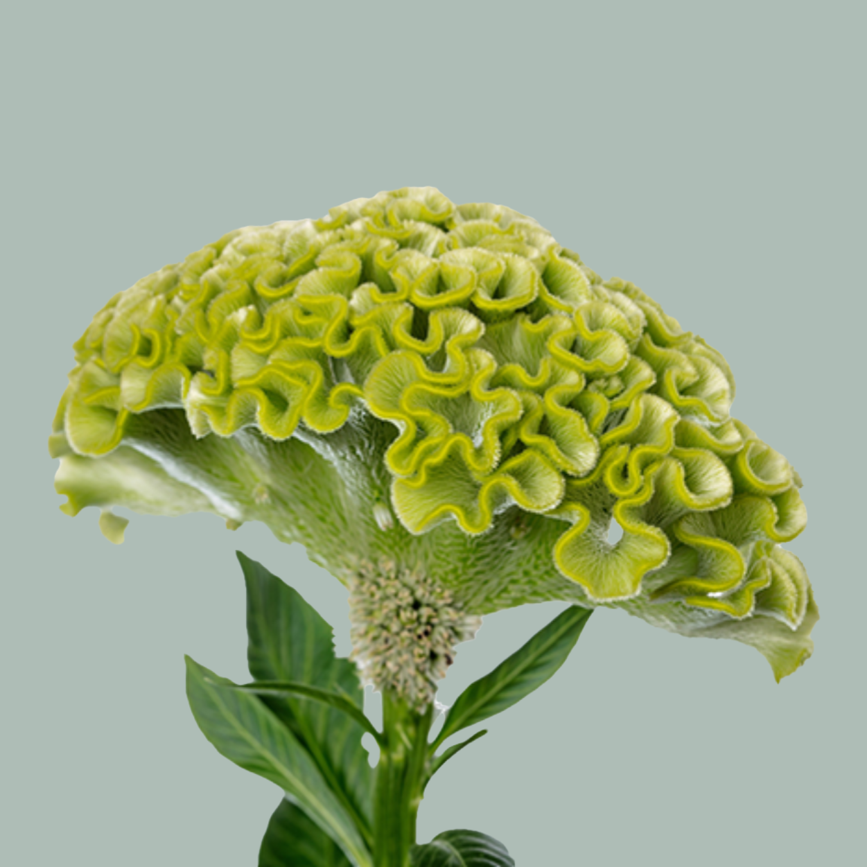 Celosia Act Verda (20 Stems)