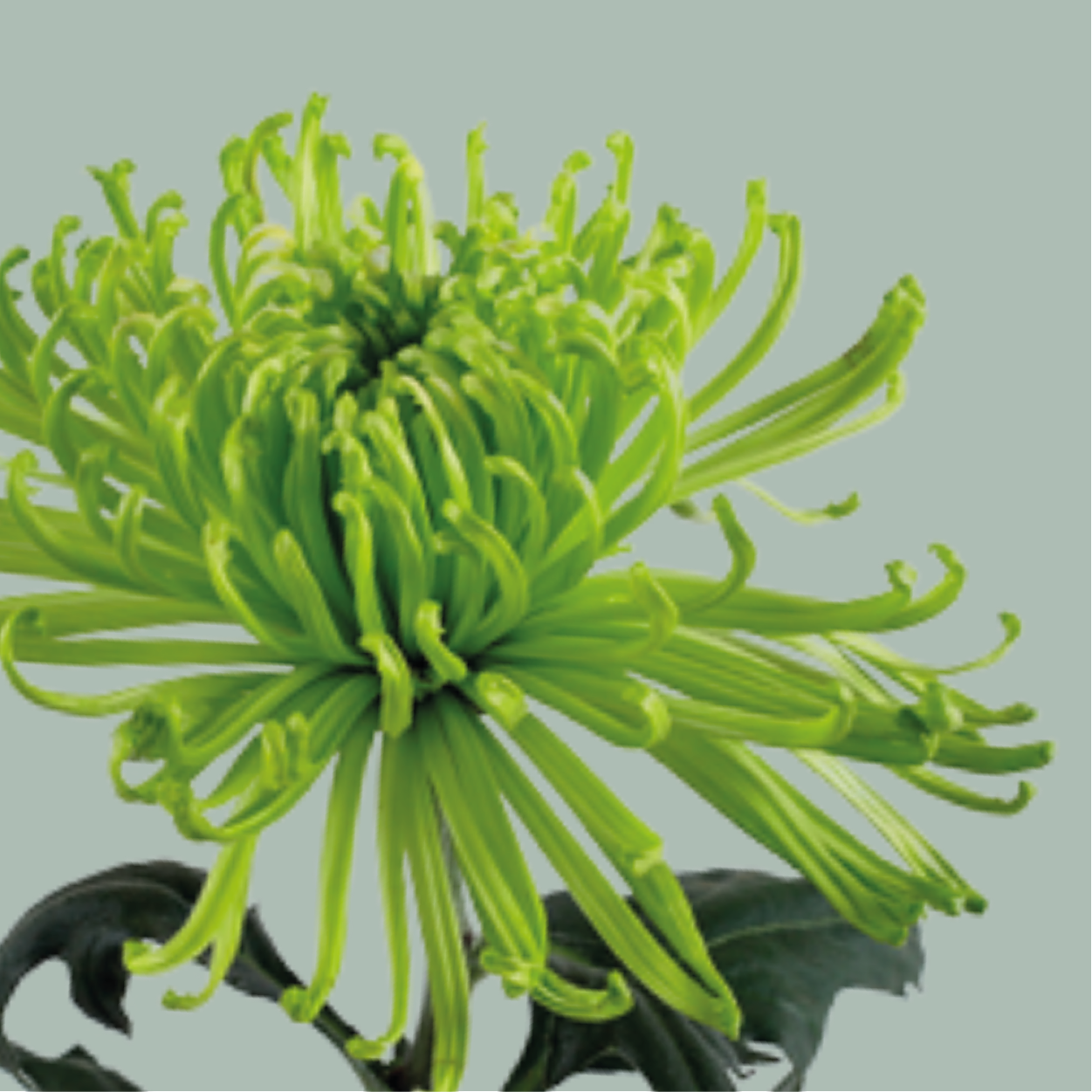 Chrysanthemum Anastasia Green (10 Stems)