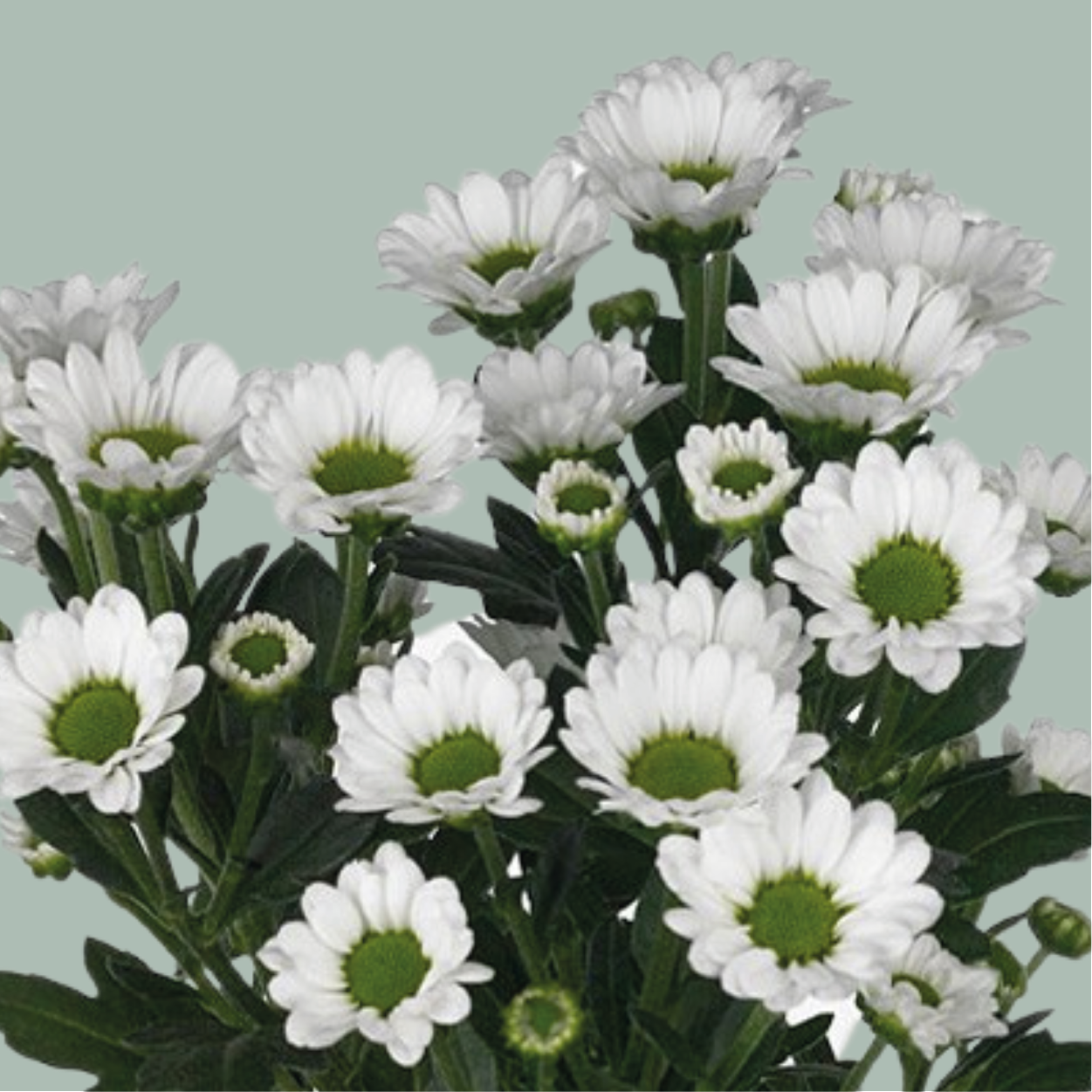 Chrysanthemum Santini Bouncer (25 Stems)