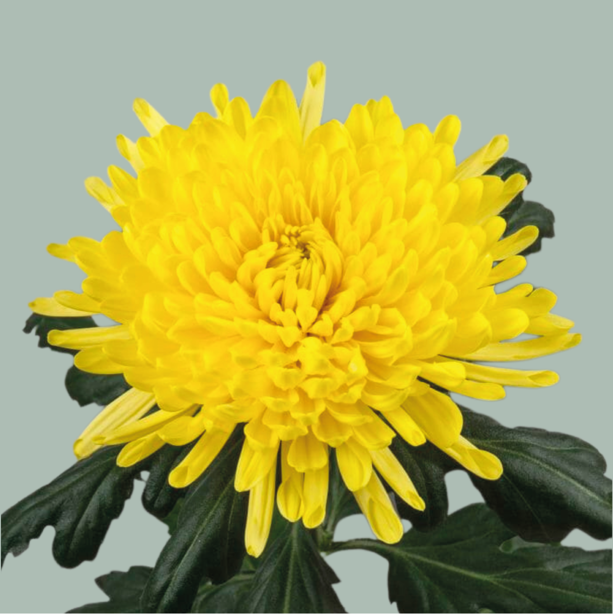 Chrysanthemum G Pjotr (10 Stems)