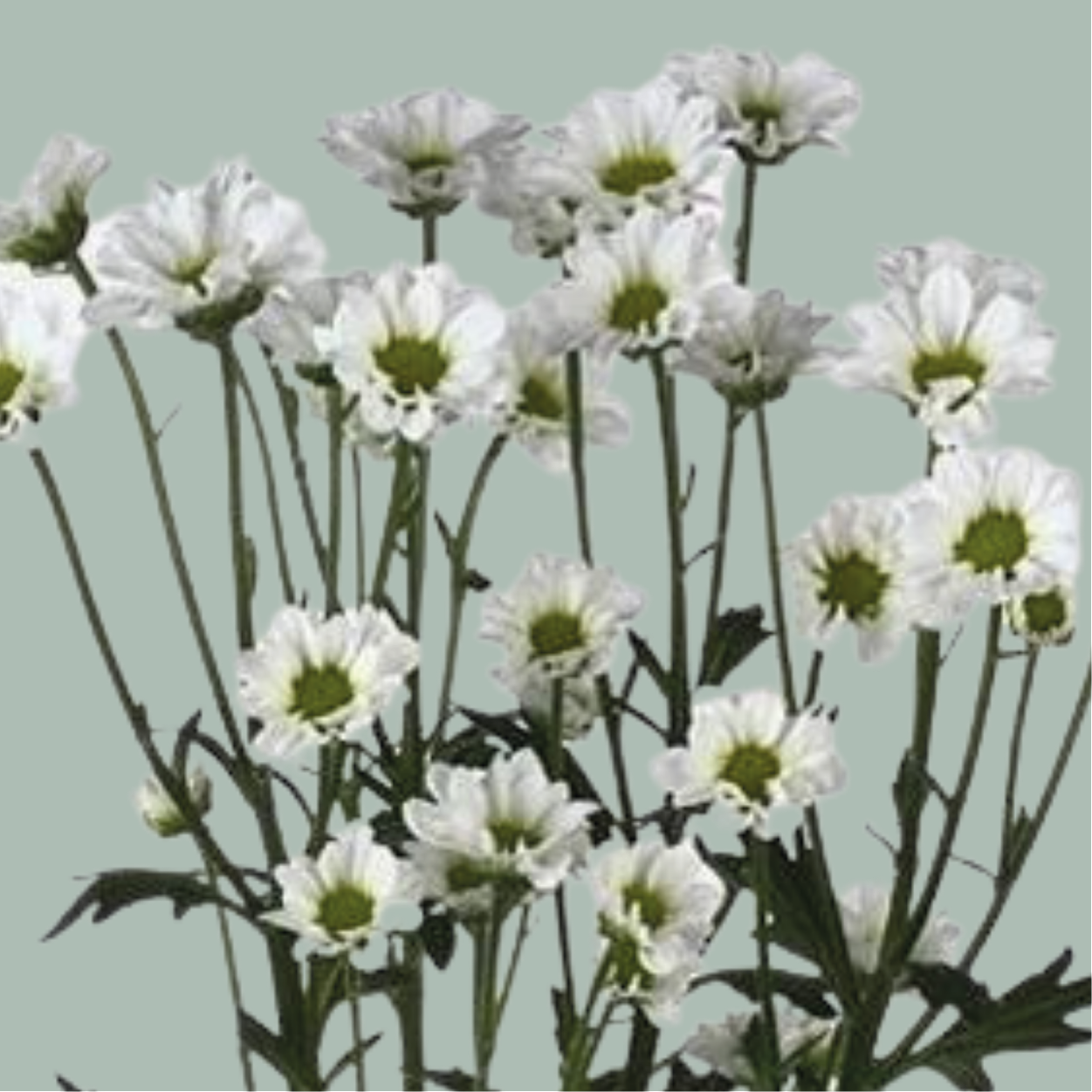Chrysanthemum Santini Madiba Lindi (25 Stems)