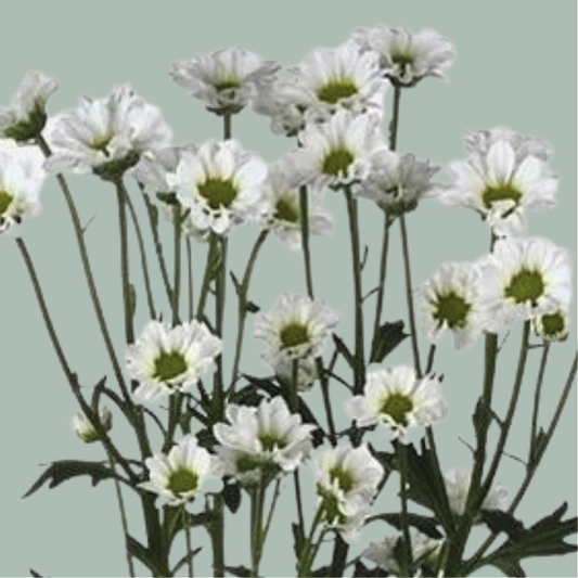 Chrysanthemum Santini Madiba Lindi (25 Stems)