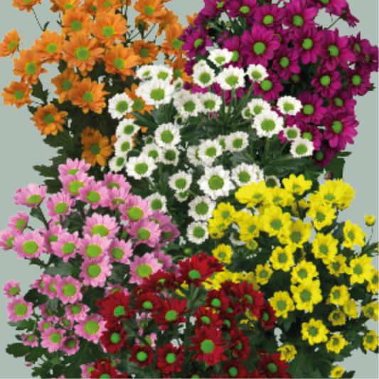 Chrysanthemum Santini Madiba Mix (25 Stems)