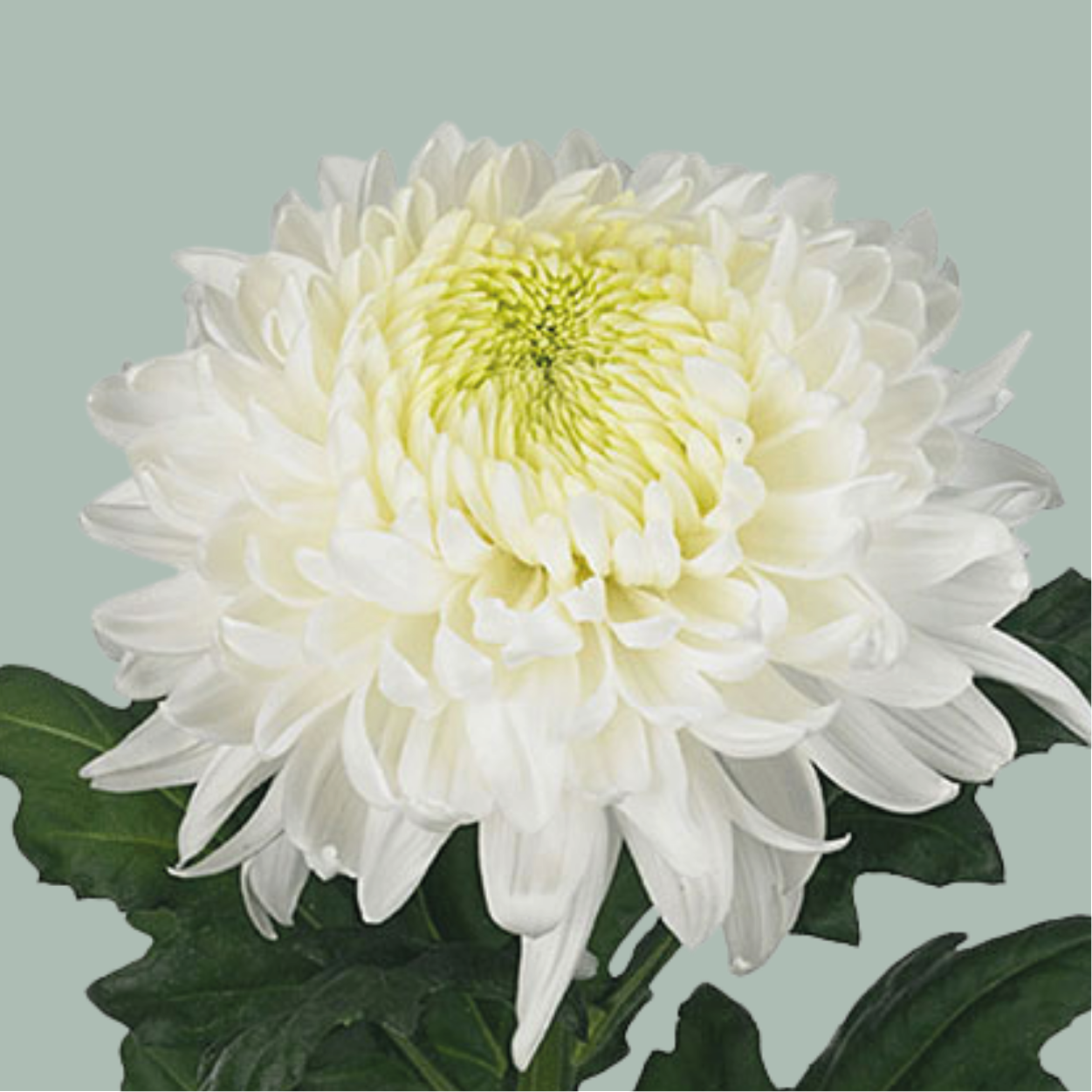 Chrysanthemum white deals