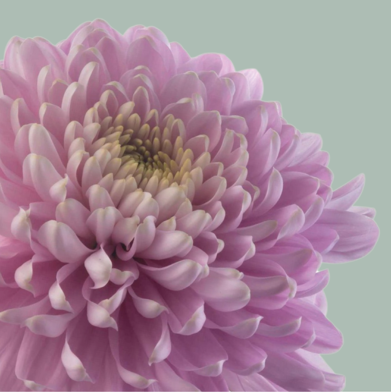 Luxury Pink Rossanno Chrysanthemum Bouquet