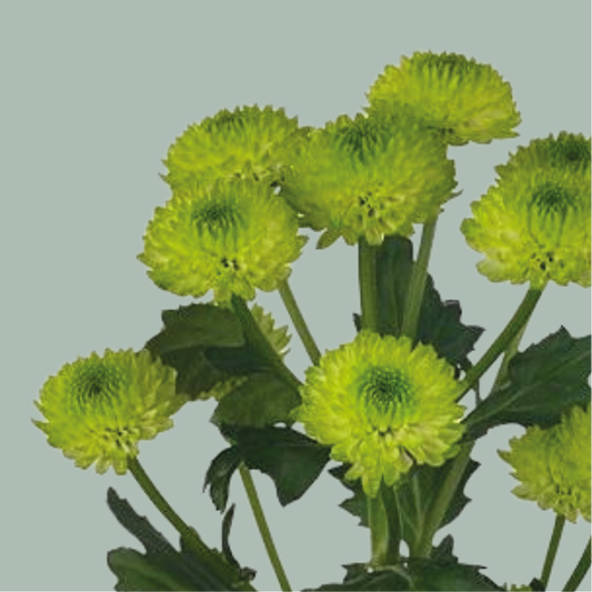 Chrysanthemum Santini Country (25 Stems)