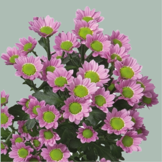 Chrysanthemum Santini Madiba Tanga (25 Stems)