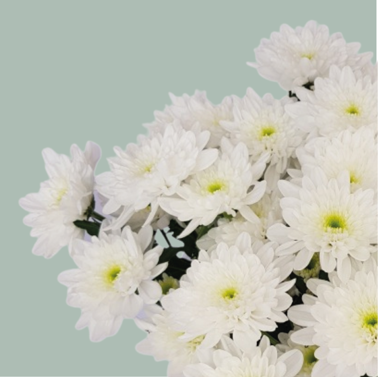 Chrysanthemum white online