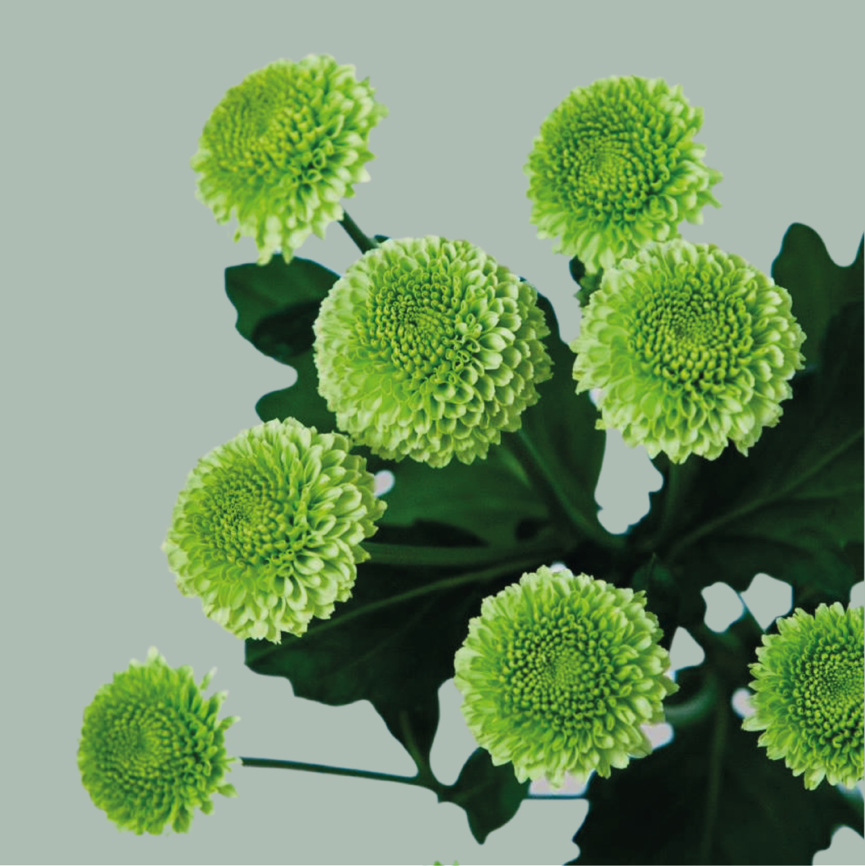 Chrysanthemum Spray Code Green 20 Stems All Occasions Wholesale