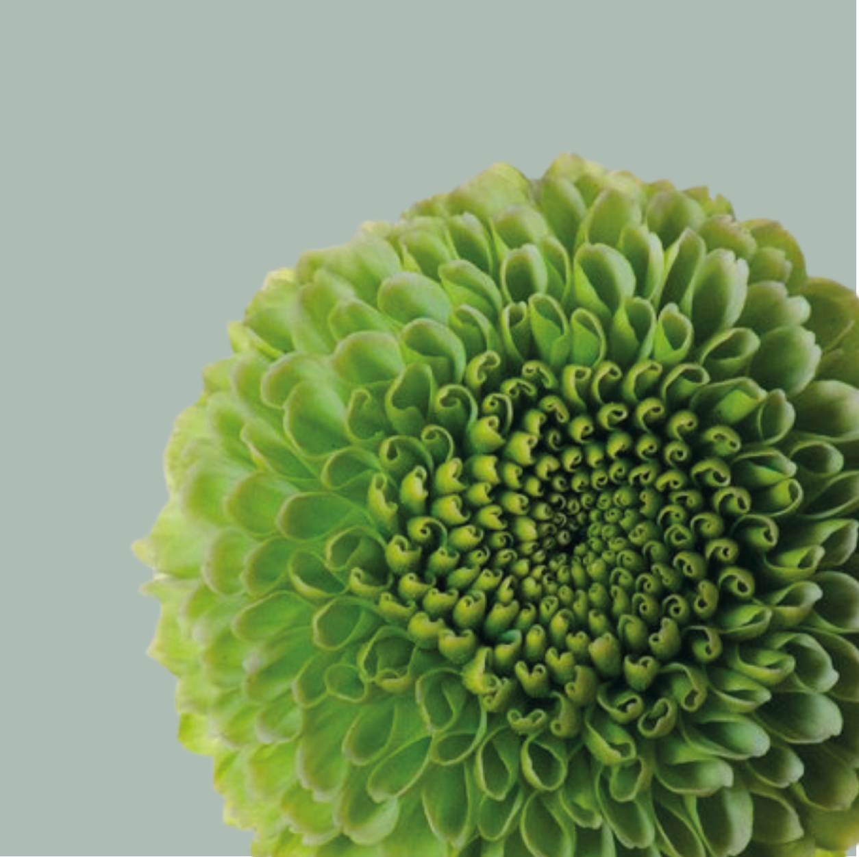 Chrysanthemum Spray Code Green (20 Stems)