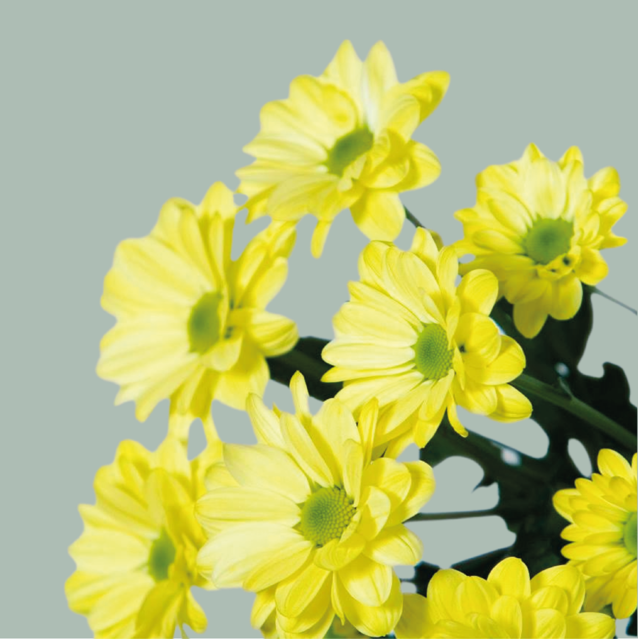 Chrysanthemum Spray Chic Cream