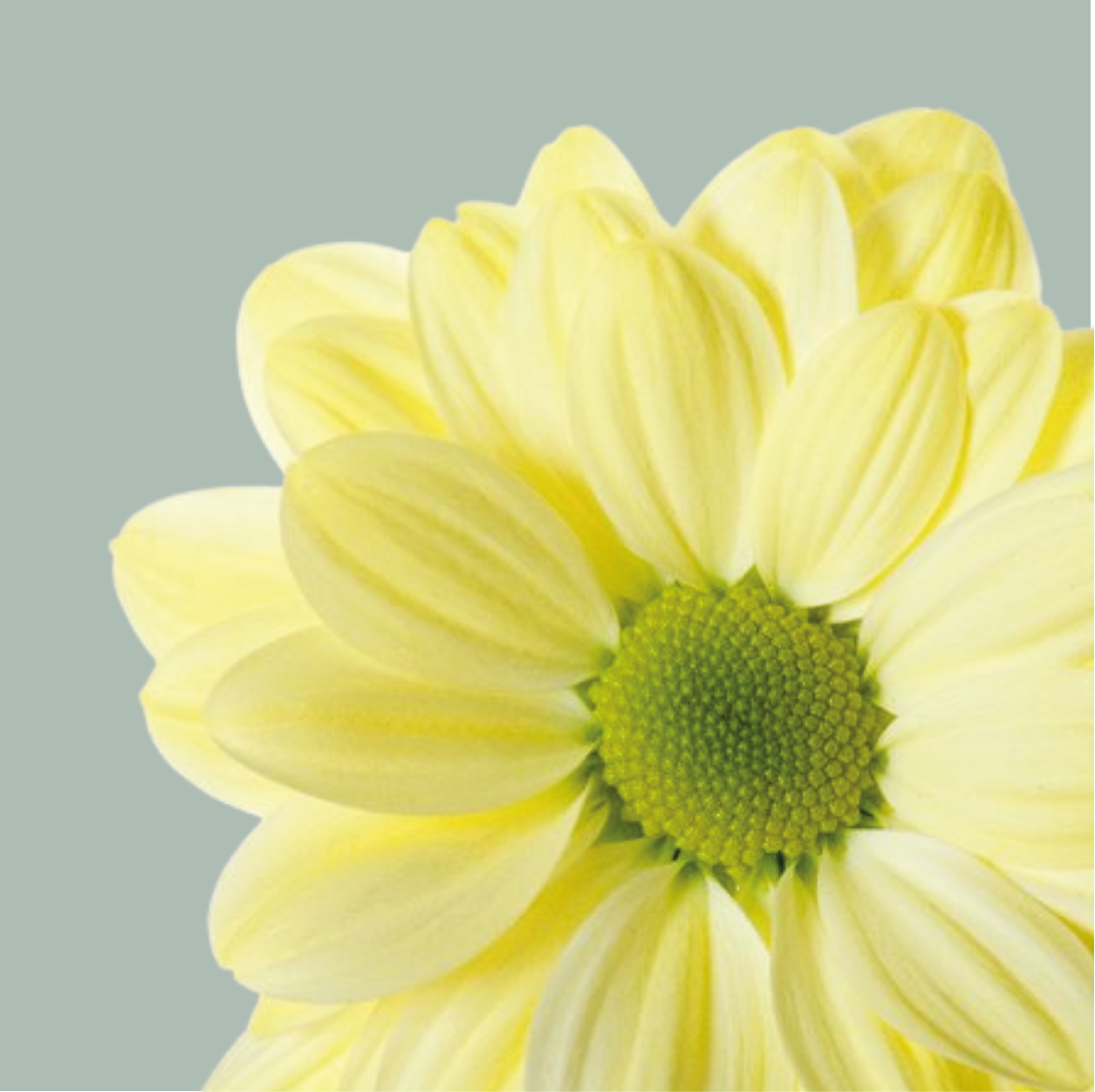 Chrysanthemum Spray Chic Cream