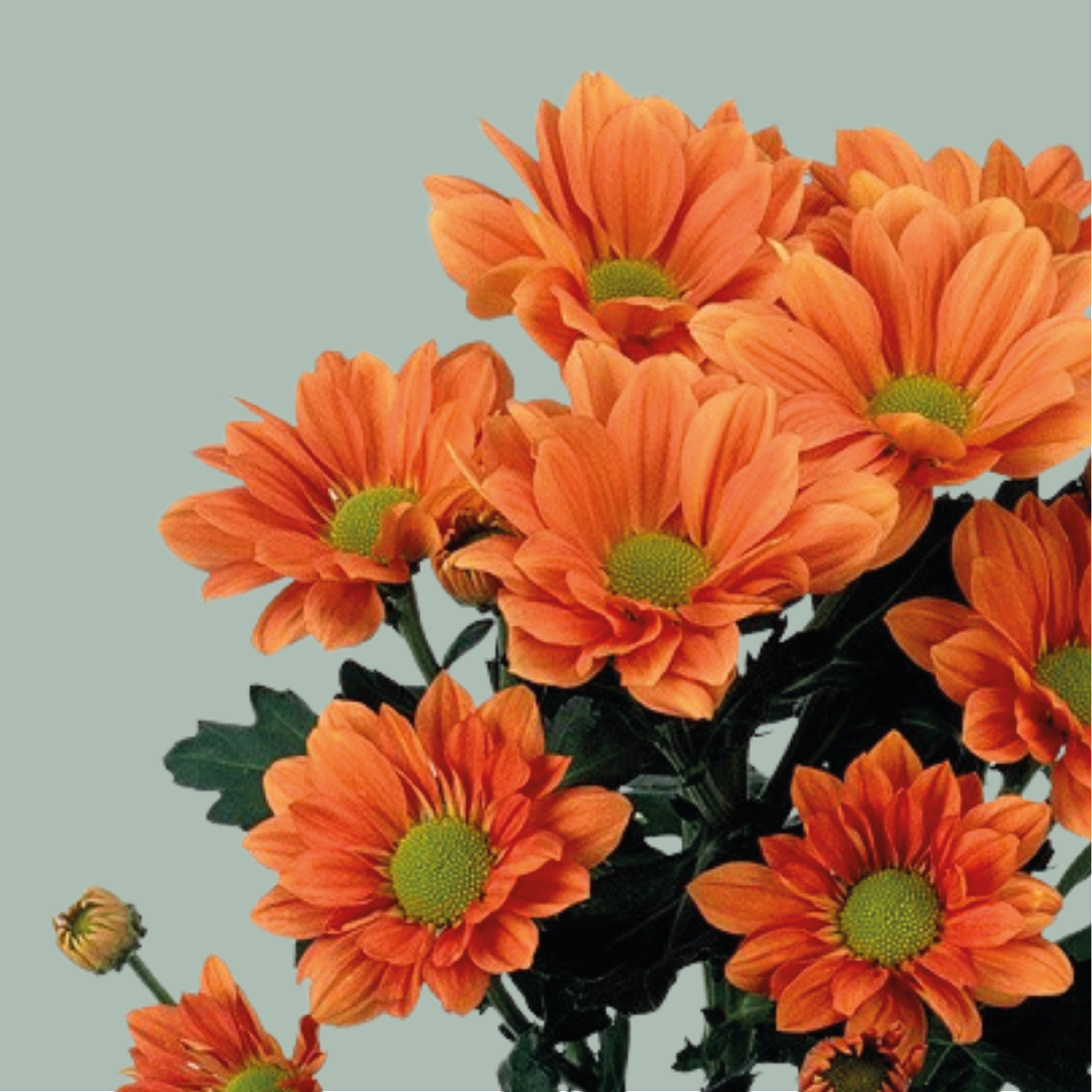 Chrysanthemum Grand Orange (20 Stems)