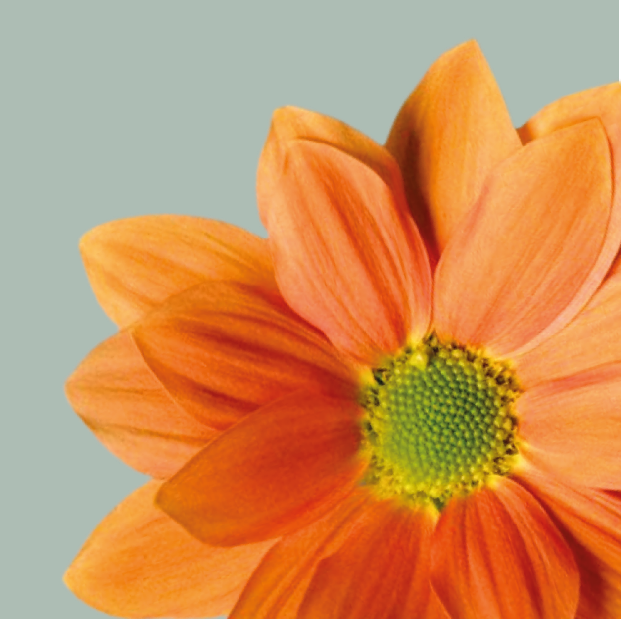 Chrysanthemum Spray Grand Orange (20 Stems)