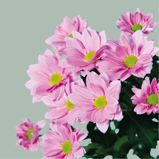 Chrysanthemum Spray Grand Pink (20 Stems)