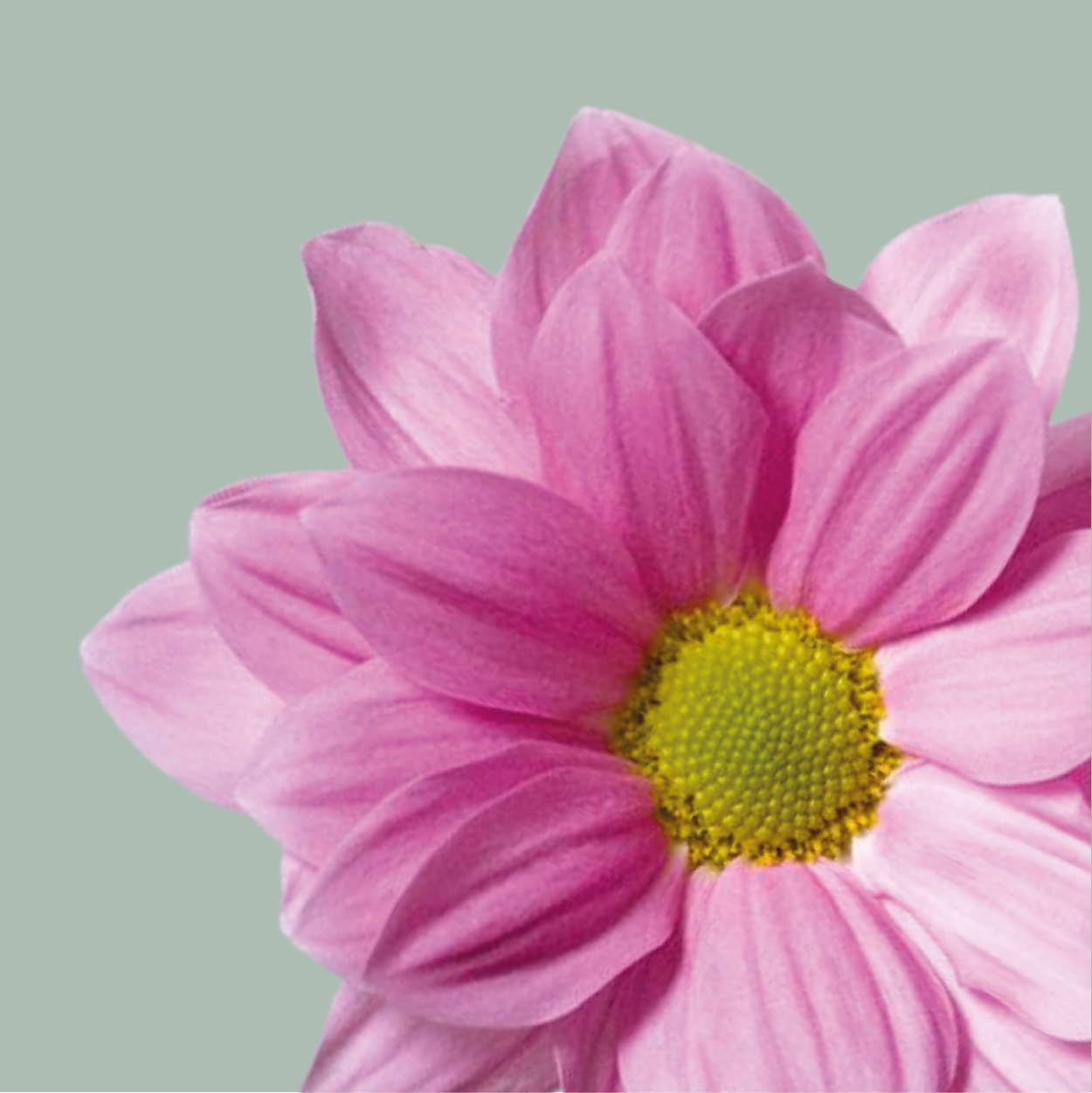 Chrysanthemum Grand Pink (20 Stems)