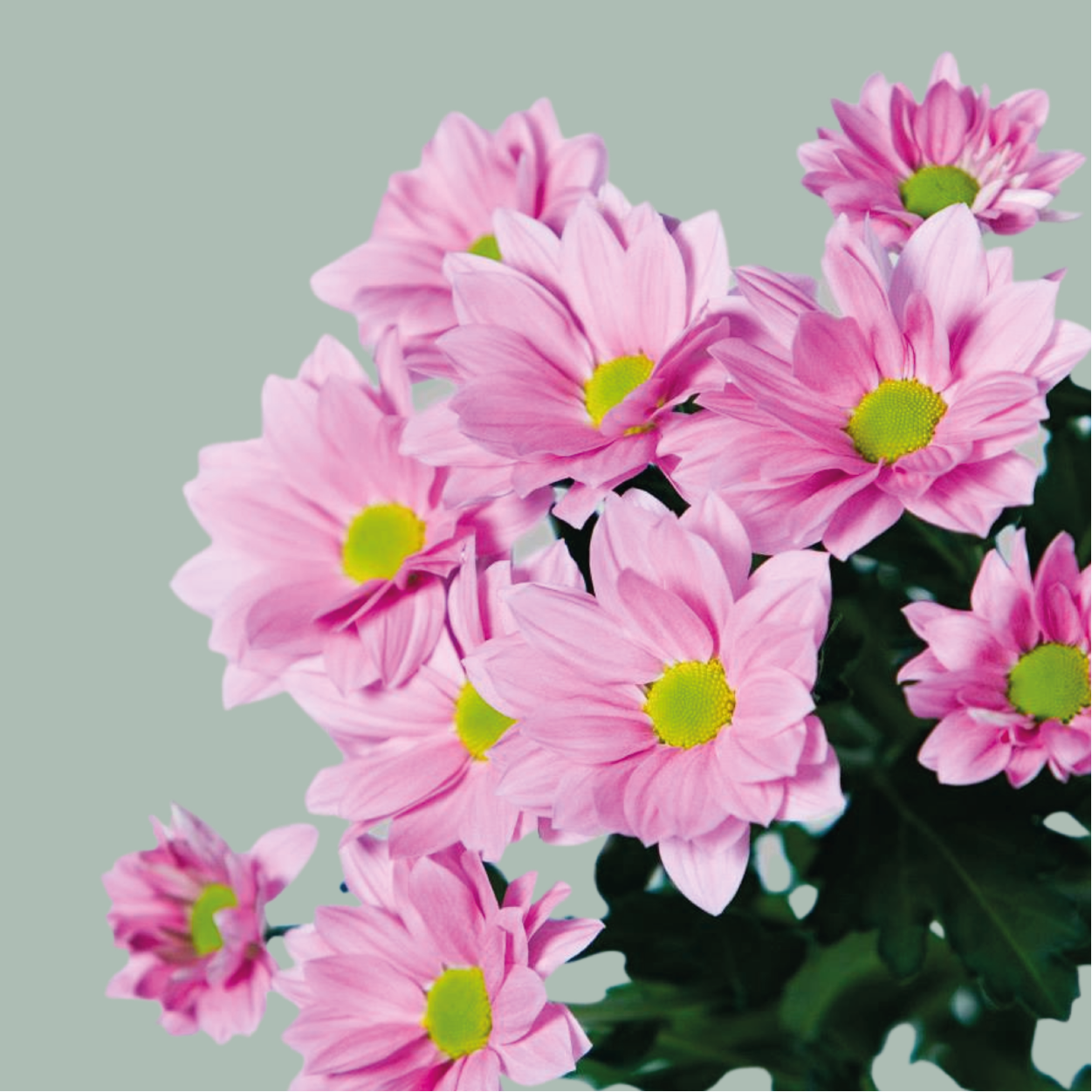 Chrysanthemum Spray Mixed Box (80 Stems)