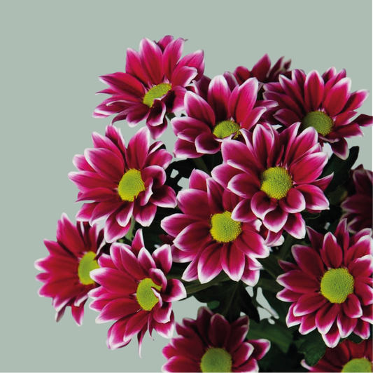 Chrysanthemum Haydar (20 Stems)