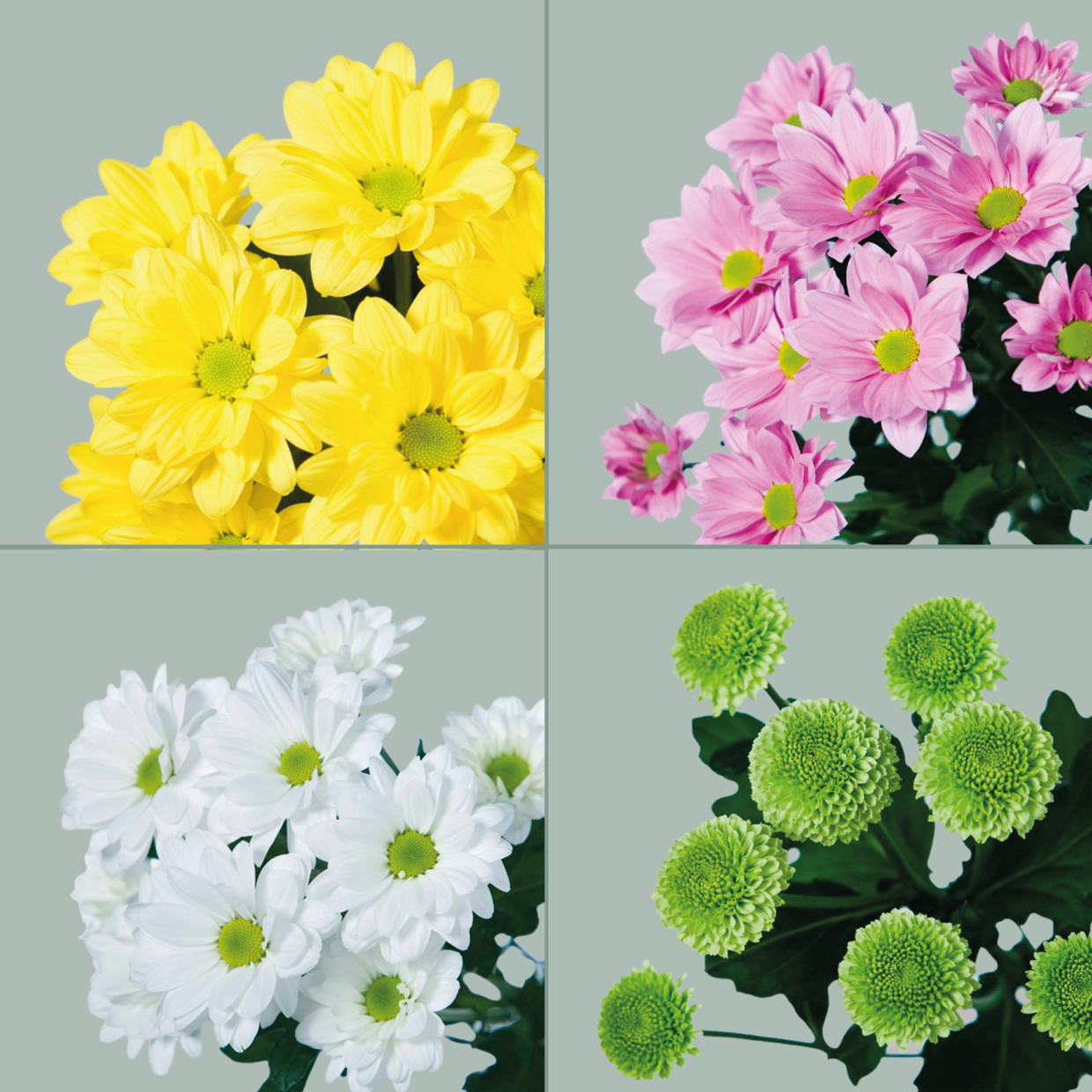 Chrysanthemum Spray Mixed Box (80 Stems)