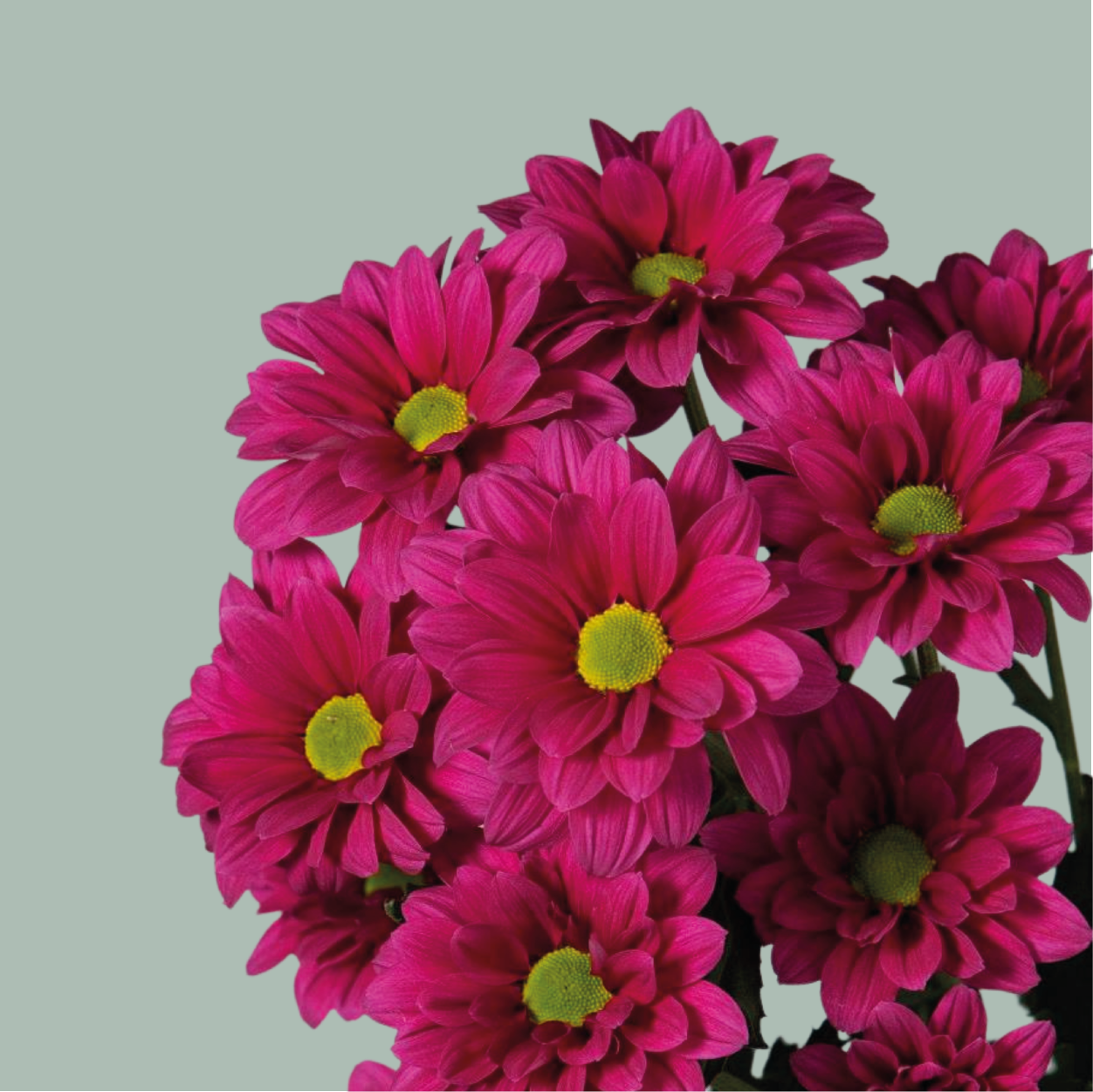 Chrysanthemum Spray Purple Star 20 Stems All Occasions Wholesale Chrysanthemum Spray Purple Star 20 Stems All Occasions Wholesale