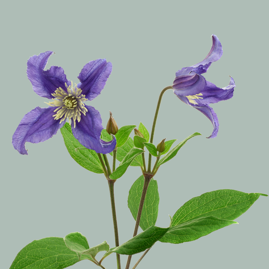 Clematis Blue Piroutte (10 Stems)